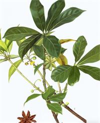 八角茴香精油