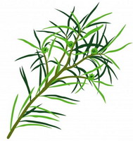 茶樹精油
