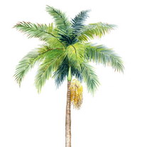 棕櫚油 Palm Oil