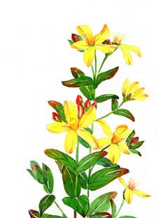 圣約翰草油 St.John's Wort Oil