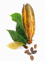 可可脂 Cocoa butter
