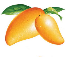 芒果脂 Mango butter