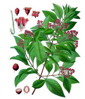 快樂(lè)鼠尾草精油