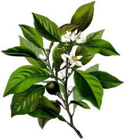 苦橙葉精油