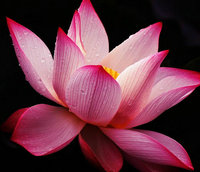 蓮花精油