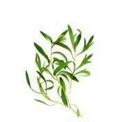 龍艾精油