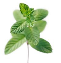 綠薄荷精油