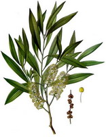 綠花白千層精油