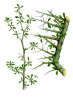 沒藥精油