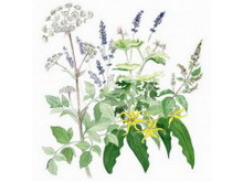 歐白芷精油