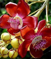 菩提樹(shù)的花