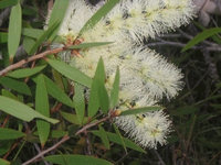 石楠葉白千層 澳洲茶樹