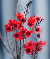 松紅梅