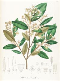蘇合香精油