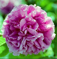 突厥薔薇精油